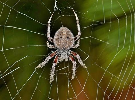 蜘蛛 出現 原因|蜘蛛はなぜ発生する？家に寄ってくる理由と嫌いな理。